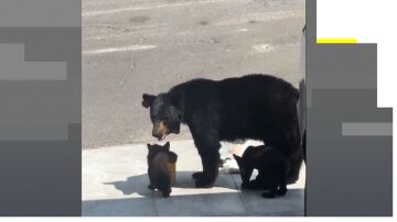 Una familia de osos se cuela en un garaje en M&eacute;xico.