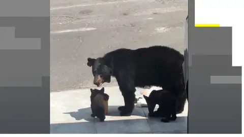 Una familia de osos se cuela en un garaje en México. Una familia de osos se cuela en un garaje en México.