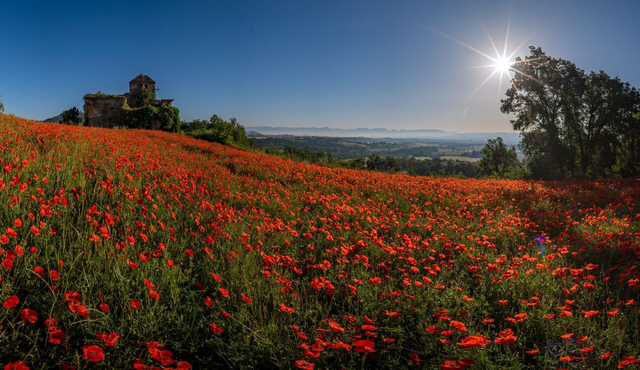 Campo de amapolas en Vic