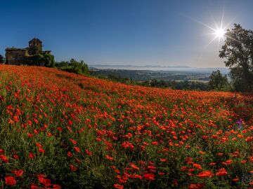 Campo de amapolas en Vic