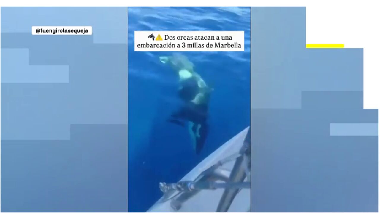 V&iacute;deo: Dos orcas sorprenden a una embarcaci&oacute;n frente a la costa de Marbella