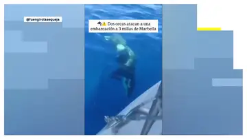 Vídeo: Dos orcas sorprenden a una embarcación frente a la costa de Marbella Vídeo: Dos orcas sorprenden a una embarcación frente a la costa de Marbella