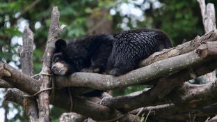 Oso negro japon&eacute;s.