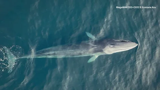 Aumenta el número de ballenas en Galicia Aumenta el número de ballenas en Galicia