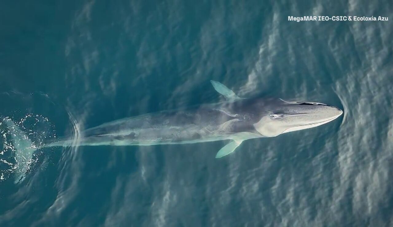 Aumenta el n&uacute;mero de ballenas en Galicia