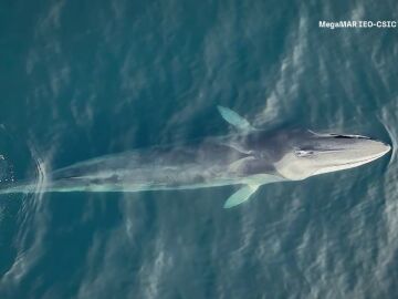 Aumenta el n&uacute;mero de ballenas en Galicia