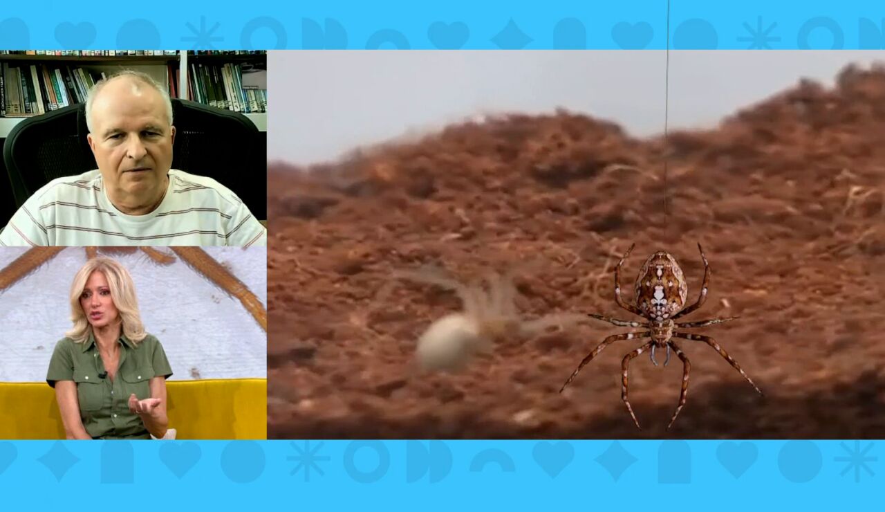 Nuevo ataque de la ara&ntilde;a violinista.