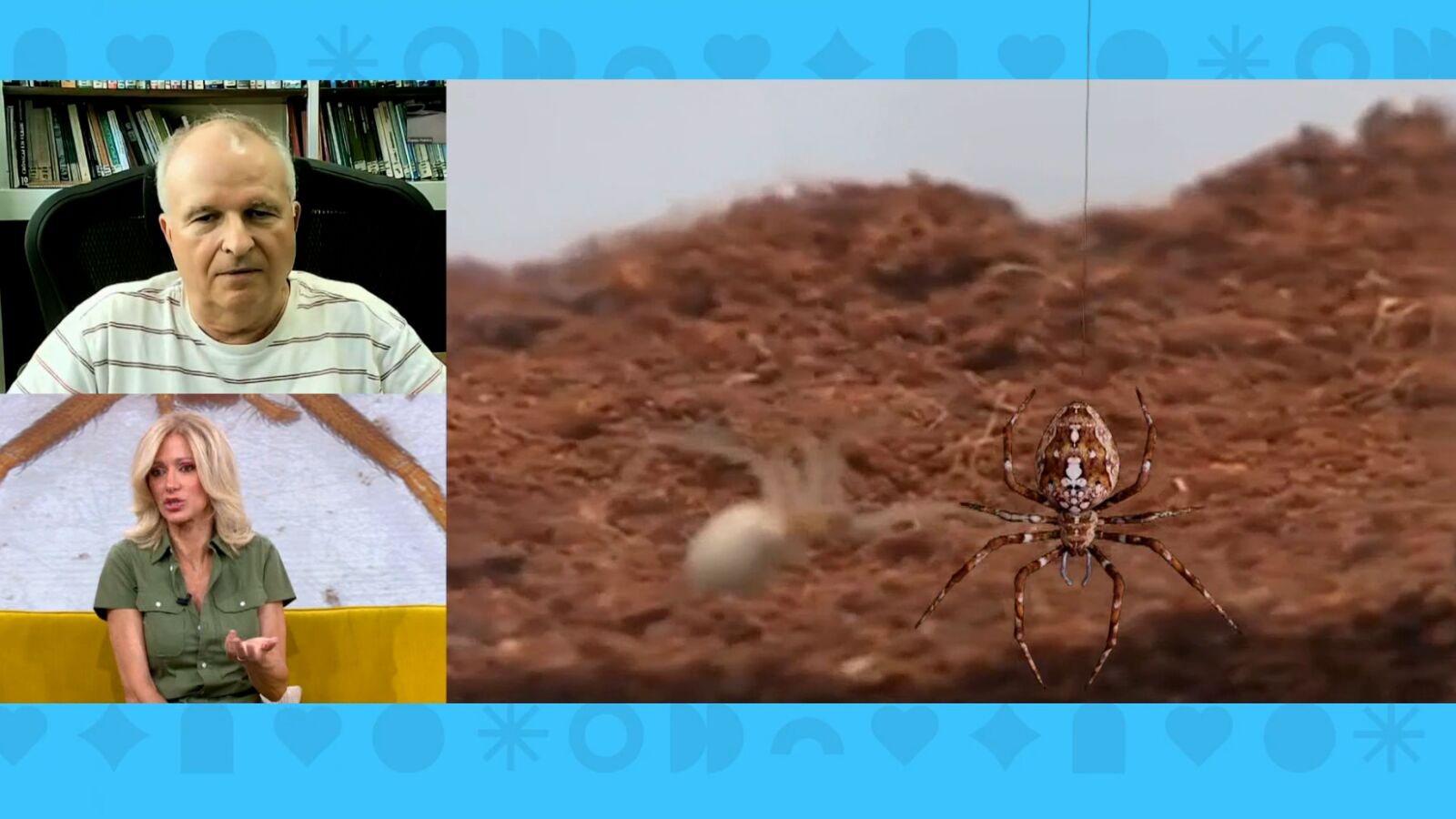 Alarma en Málaga por las peligrosas picaduras de la araña violinista: 