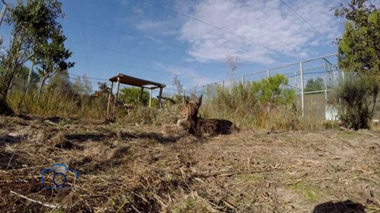 El lince ib&eacute;rico deja de estar en peligro de extinci&oacute;n