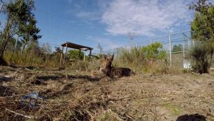 El lince ib&eacute;rico deja de estar en peligro de extinci&oacute;n