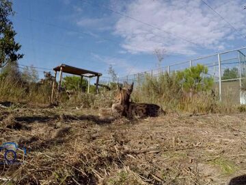 El lince ib&eacute;rico deja de estar en peligro de extinci&oacute;n
