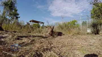 El lince ibérico deja de estar en peligro de extinción El lince ibérico deja de estar en peligro de extinción