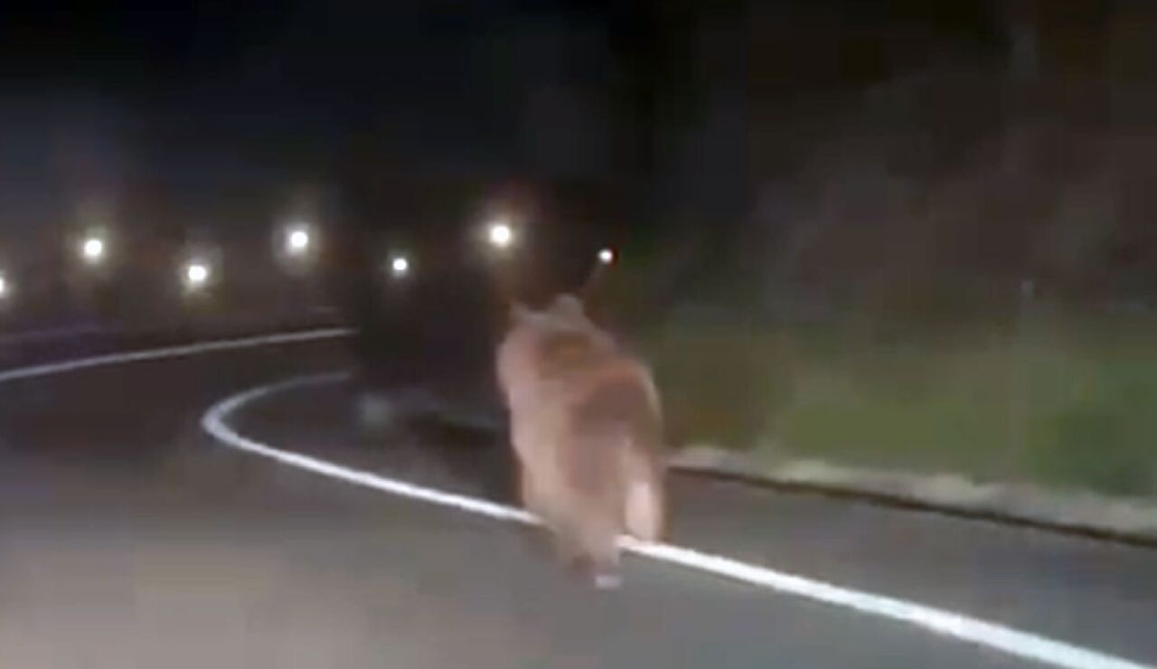 Oso pardo