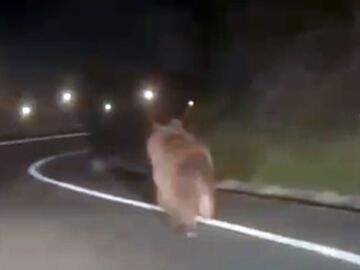 Oso pardo