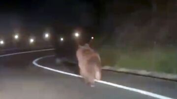 Oso pardo