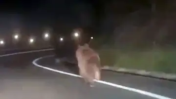 Oso pardo Oso pardo