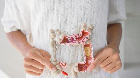 Manos sosteniendo el modelo del intestino