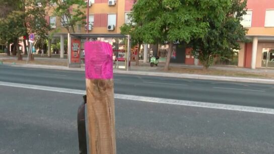 Palmeras protegidas en Sevilla