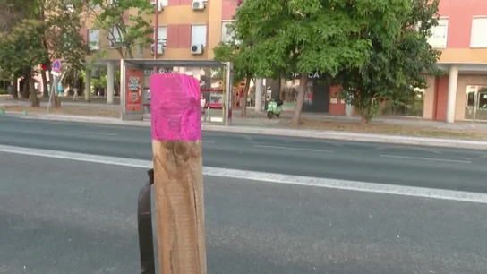 Palmeras protegidas en Sevilla Palmeras protegidas en Sevilla
