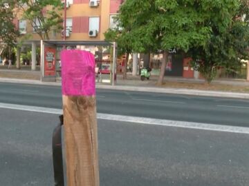 Palmeras protegidas en Sevilla