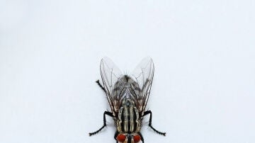 Mosca