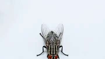 Mosca Mosca