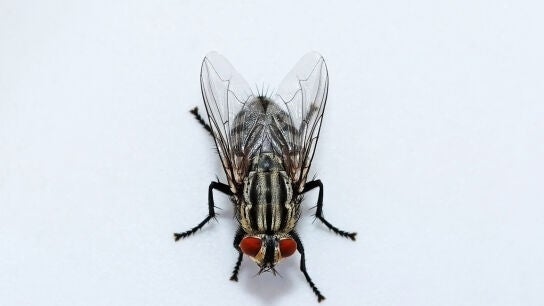 Mosca