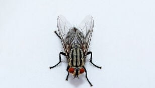 Mosca