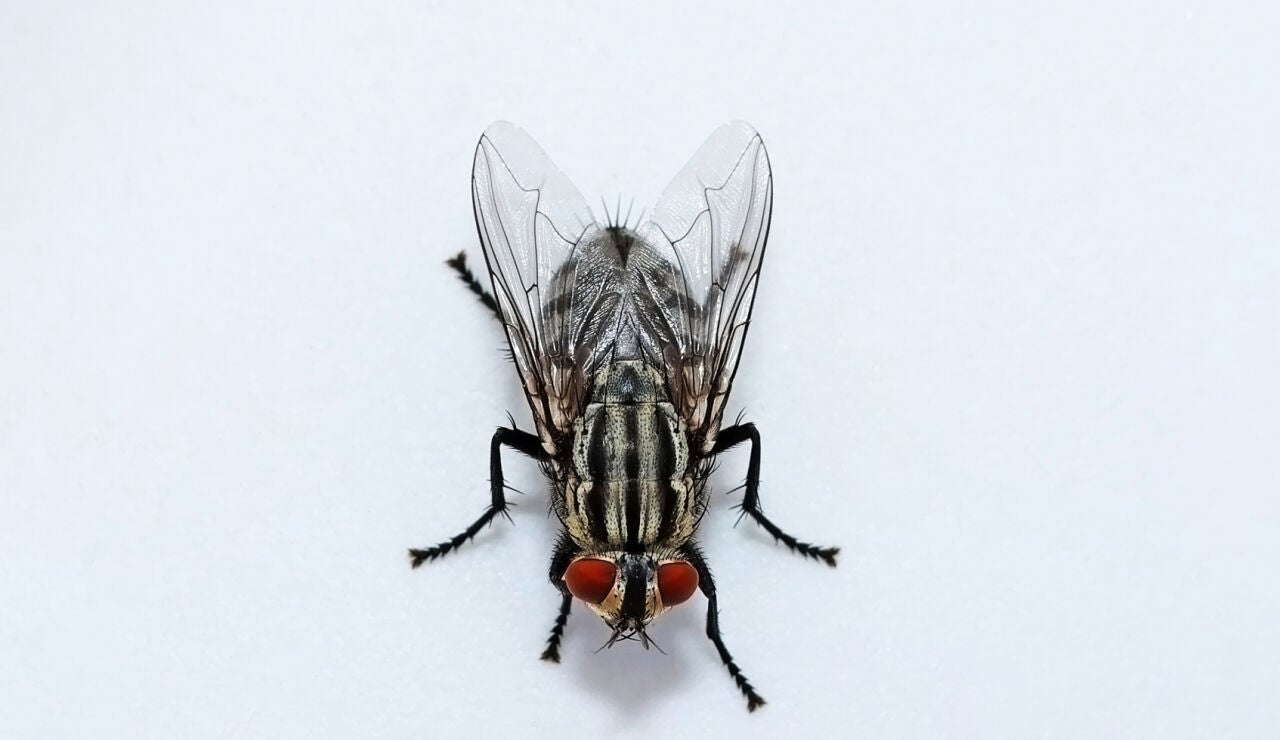 Mosca