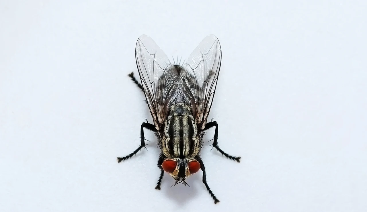 Mosca