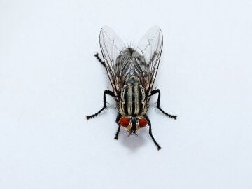 Mosca