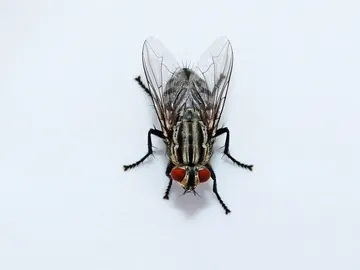 Mosca Mosca
