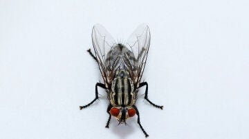 Mosca