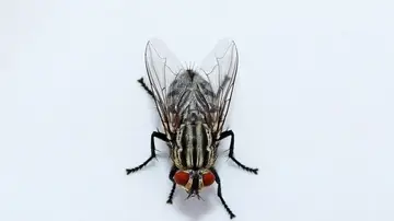 Mosca Mosca