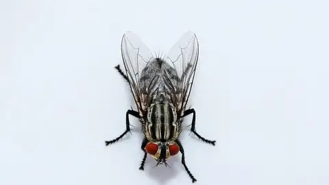 Mosca Mosca