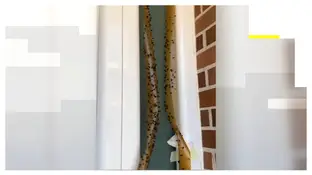 Plaga de moscas Plaga de moscas