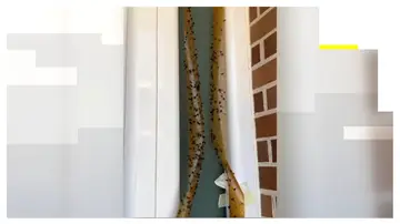 Plaga de moscas Plaga de moscas