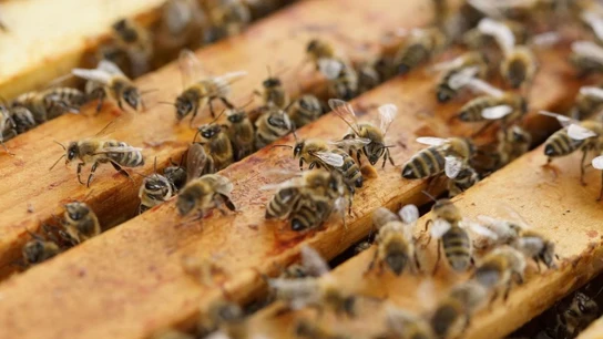 Abejas. Abejas.