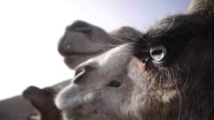 M&aacute;s vitaminas que la vaca, apta para intolerantes y reduce el az&uacute;car en sangre: descubre la leche de camella canaria