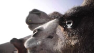 M&aacute;s vitaminas que la vaca, apta para intolerantes y reduce el az&uacute;car en sangre: descubre la leche de camella canaria