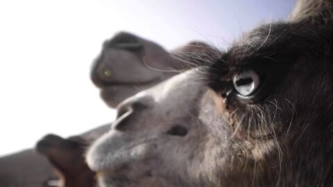 M&aacute;s vitaminas que la vaca, apta para intolerantes y reduce el az&uacute;car en sangre: descubre la leche de camella canaria