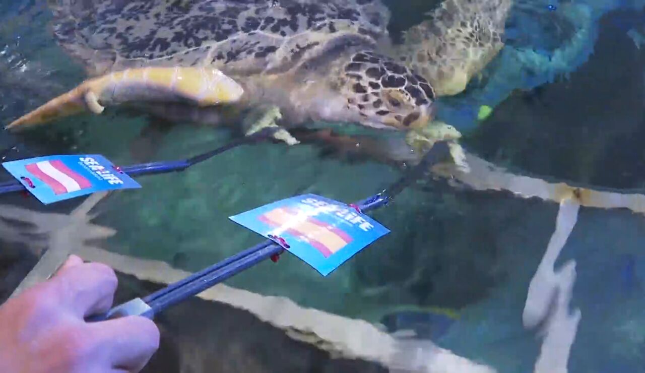 Tortuga verticalizado