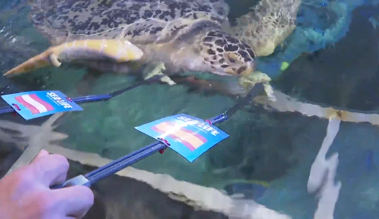 Tortuga verticalizado