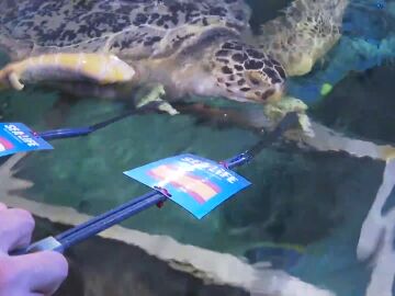 Tortuga verticalizado