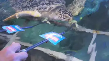 Tortuga verticalizado Tortuga verticalizado