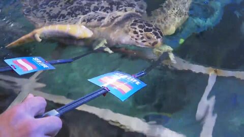 Tortuga verticalizado