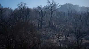 Imagen de la superficie calcinada en el espacio natural de las Gavarres Imagen de la superficie calcinada en el espacio natural de las Gavarres