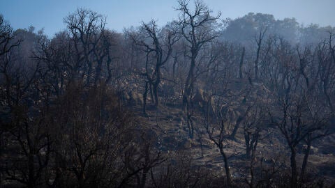 Imagen de la superficie calcinada en el espacio natural de las Gavarres
