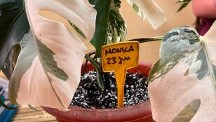 Imagen de una de las plantas 