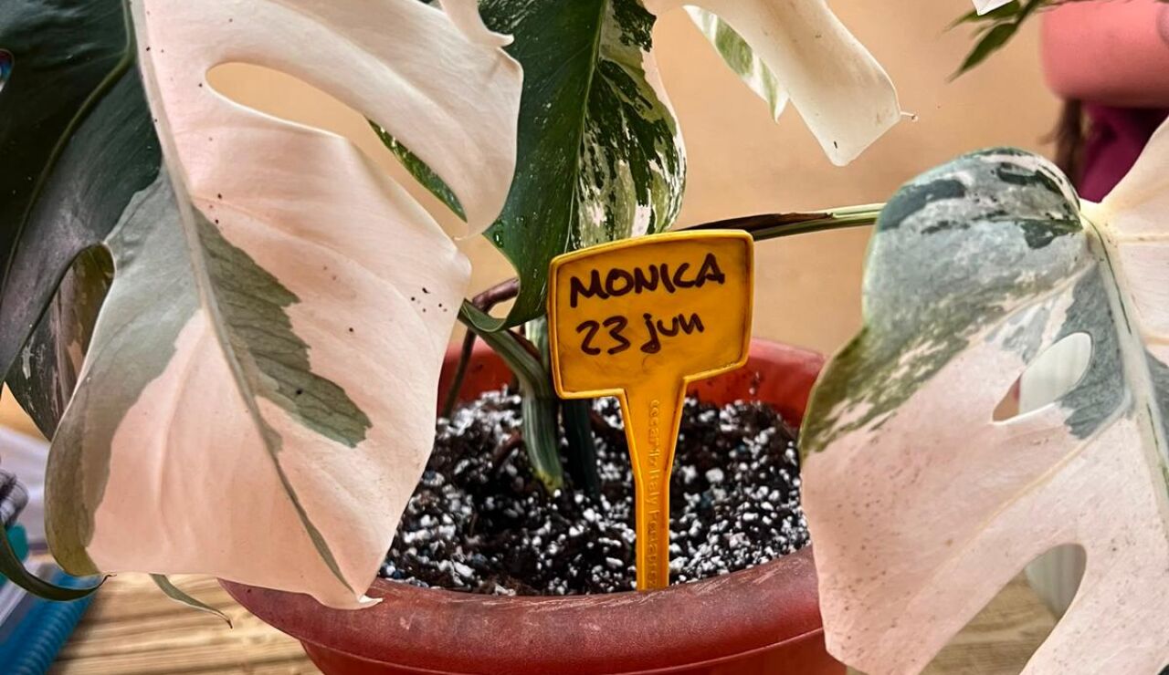 Imagen de una de las plantas 